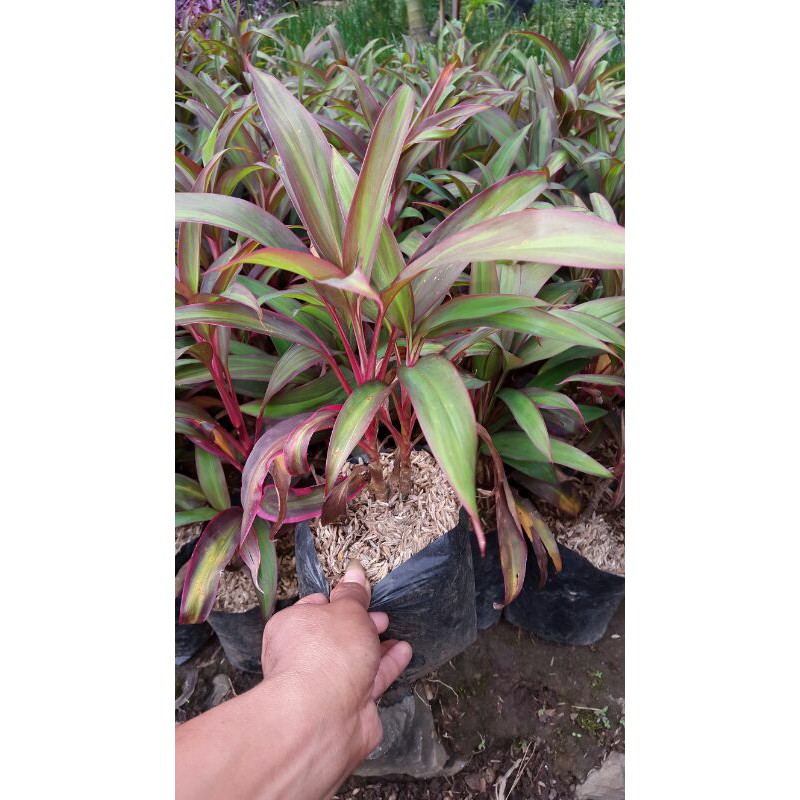

andong mini