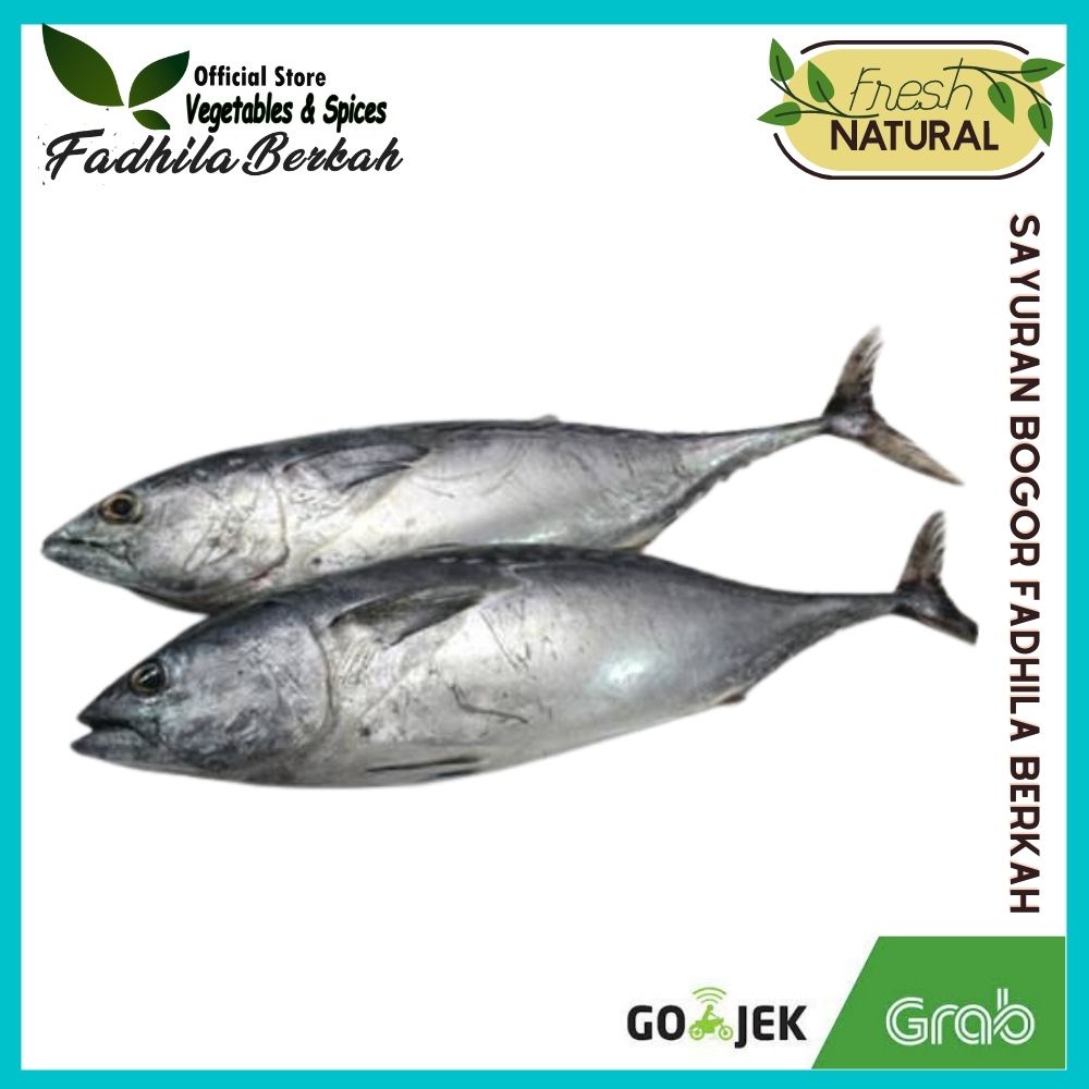 

Ikan Tongkol| ikan segar bogor| Sayuran segar Bogor | Toko Fadhila Berkah Bogor kemasan 500gr