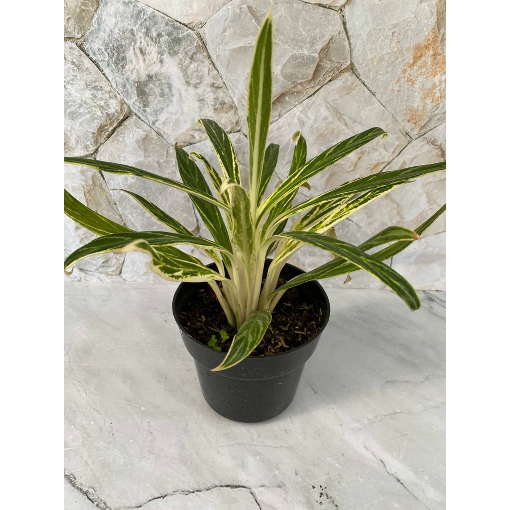 Aglonema bamboo / Aglonema bambu