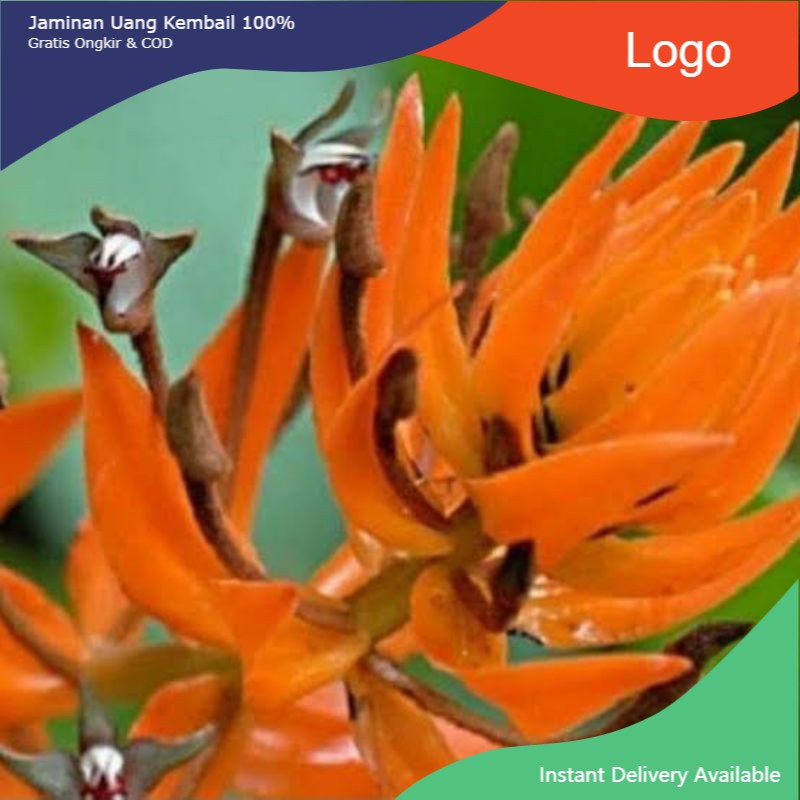 anggrek species eria ornata / anggrek api