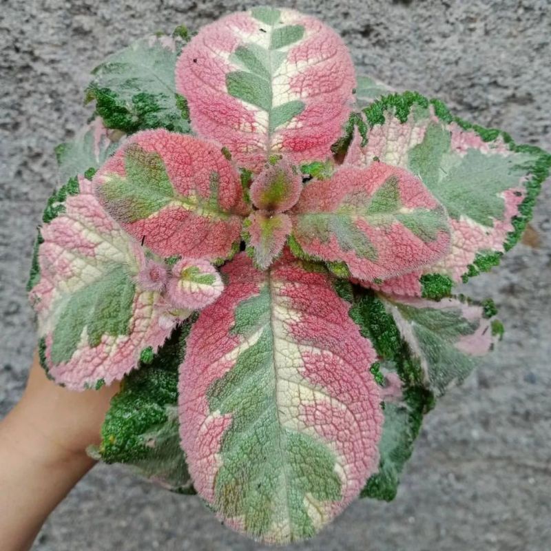 FahriOrchid - Episcia Picasso