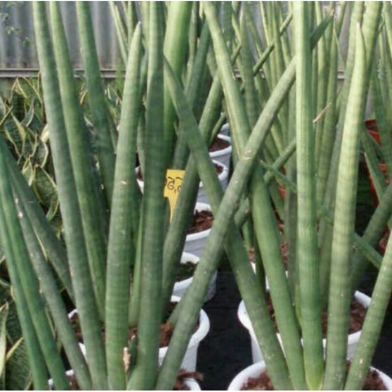 PROMO Tanaman sansivera tombak - lidah mertua tombak