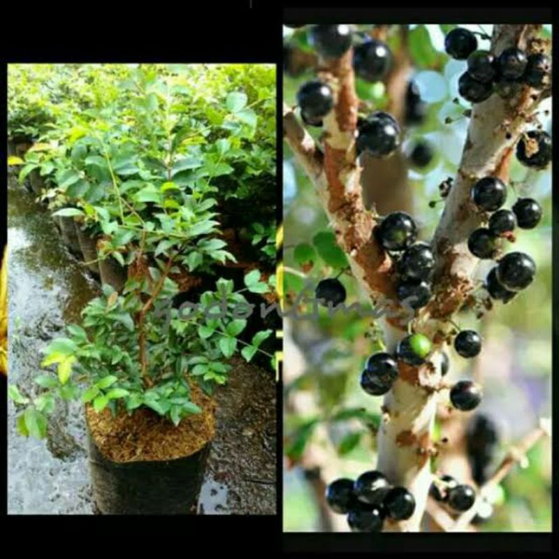 Bibit Anggur Brazil Hasil Cangkok