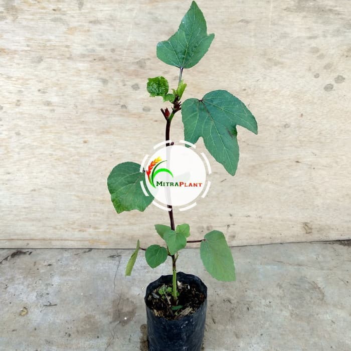 Pohon Rosela Tanaman Rosela Bibit Rosela Bunga Rosella Merah