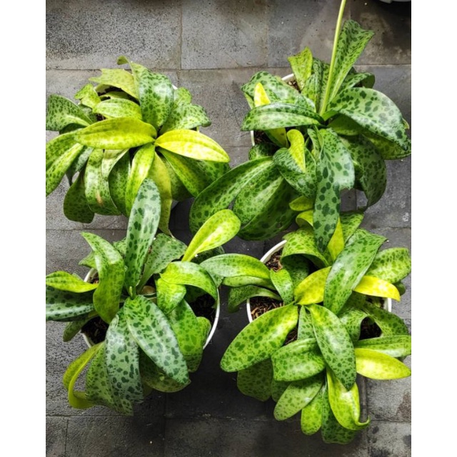 Tanaman Hias Bunga Lidah Katak / sukulen lidah Katak / DrimiopsisKirkii