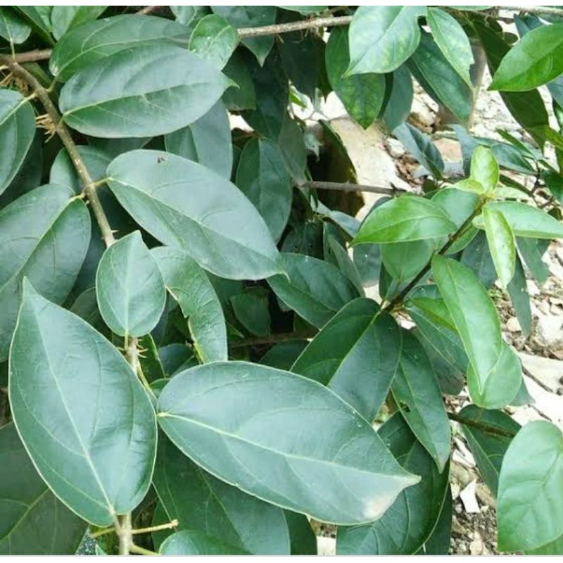 

daun cincau hijou 250grm