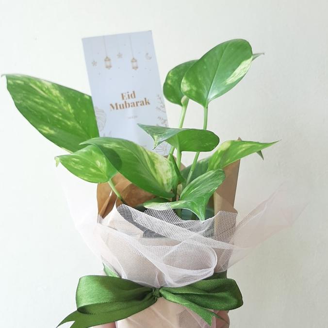 

Premium Product!!! Hampers Tanaman Ekonomis Cocok Untuk Kado - Paling Diminati