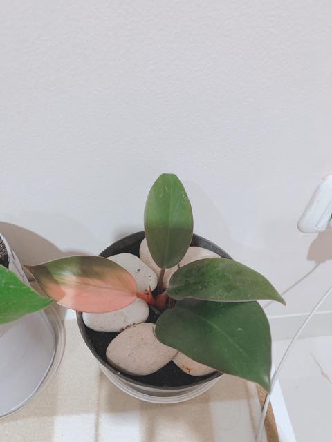 Philodendron Pink Congo