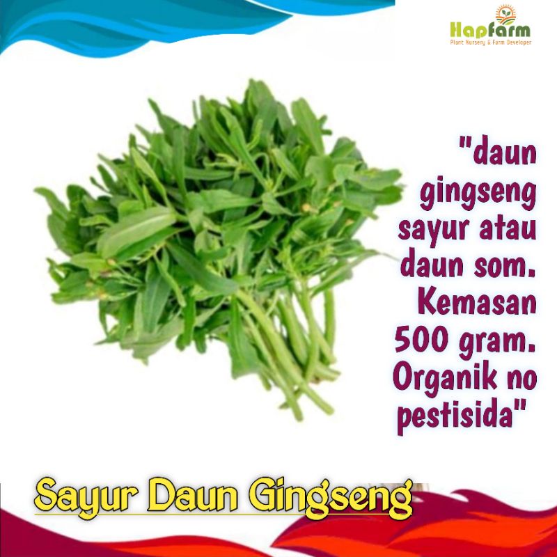 

ORGANIK FULL DAUN GINGSENG LOKAL DAUN SOM SAYUR 500 GRAM