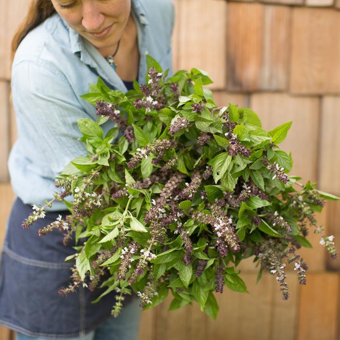 Benih-Bibit Basil Cinnamon (Haira Seed)