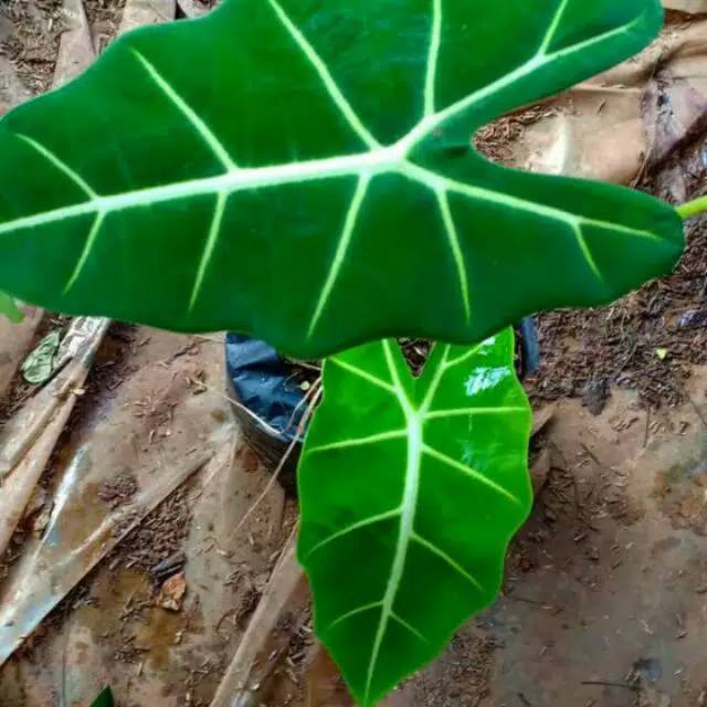 Tanaman Hias Keladi Neon Alocasia Green Velvet Shopee Indonesia