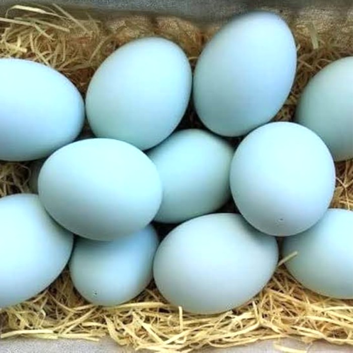 telor bebek  telur bebek  telor bebek  mentah pilihan 