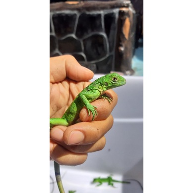 iguana anak anak iguana