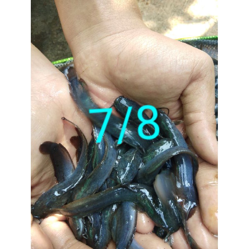 bibit ikan lele sangkuriang 7-8cm