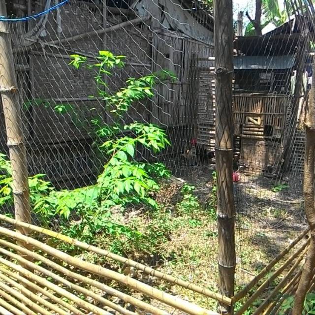 Jaring untuk Kandang ternak ayam, pembatas tanaman dll