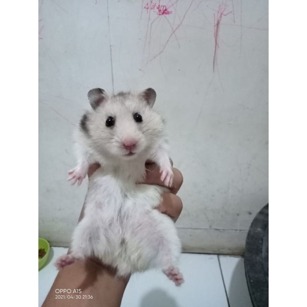 hamster indukan syrian.camble.winter (kirim sejawa barat)