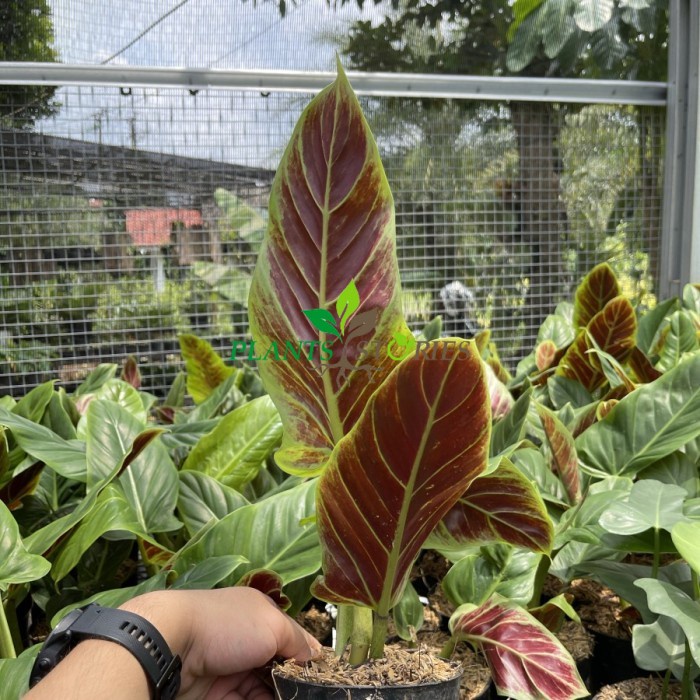 Philodendron Subhastatum / Philo Subhastatum