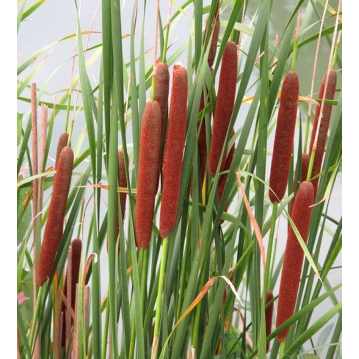 Bibit Tanaman Hias Air Cat Tail