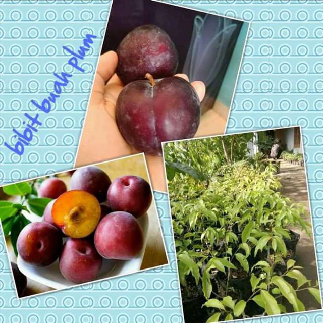 BIBIT BUAH PLUM AUSTRALIA