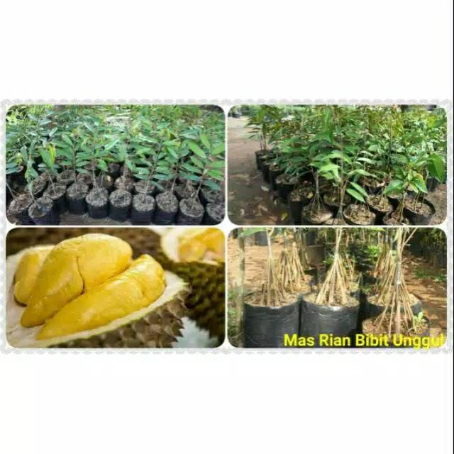 Bibit Buah Durian Musang King Kaki 5 Cepat Berbuah