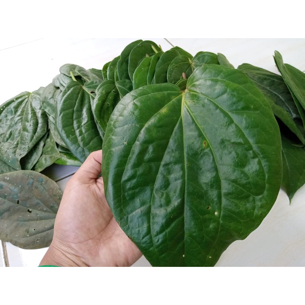 

DAUN SIRIH SEGAR HERBAL