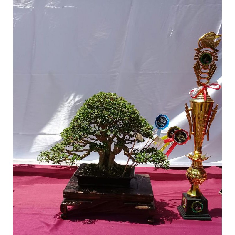 Bonsai Seribu Bintang Serbin Bunga Koleksi Kolektor