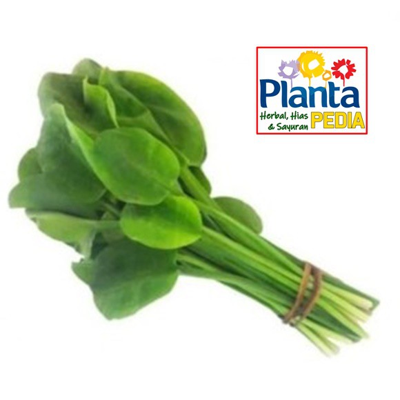 

GENJER SAYURAN SEGAR MAKANAN SEGAR MINUMAN DIET SEHAT JANTUNG, KULIT MUDA, TULANG KUAT, ANEMIA