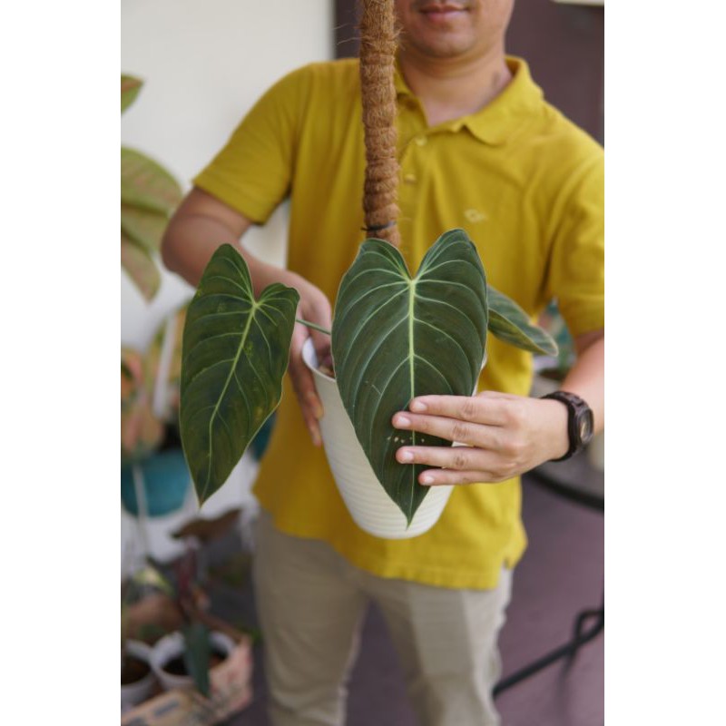 Philodendron Melanochrysum