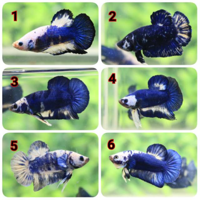 Ikan Cupang Blue Rim Blue Panda Marble Shopee Indonesia