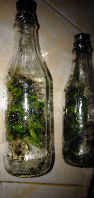 Botol Dendrobium Keriting Siap Aklimatisasi