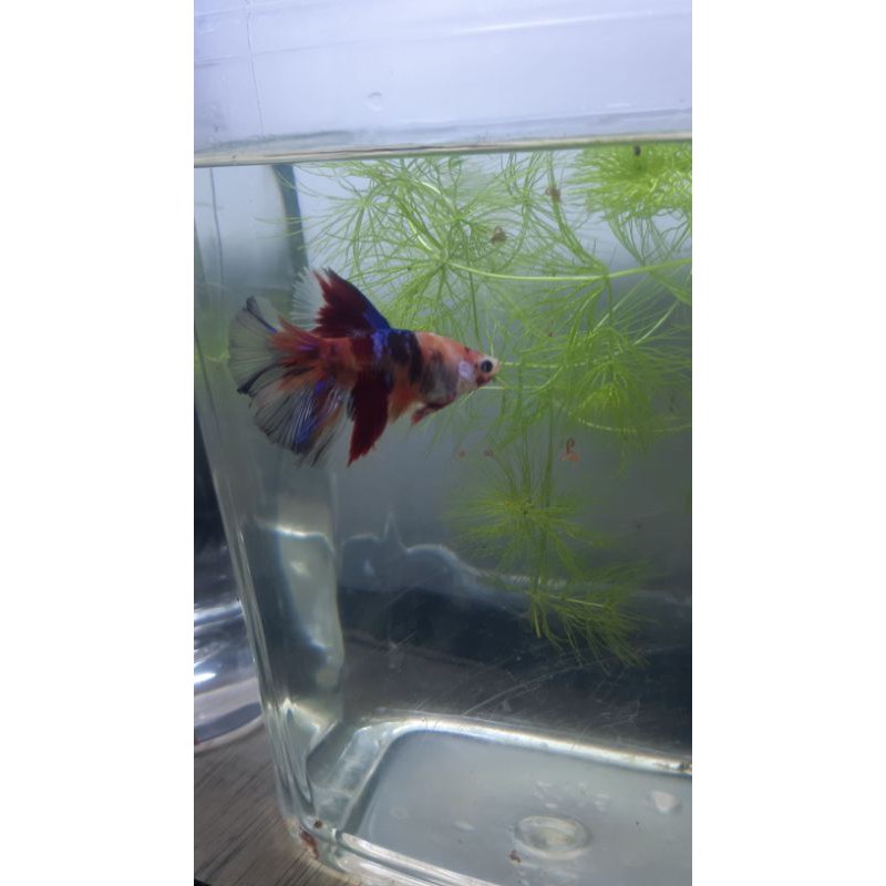 halfmoon nemo multicolor