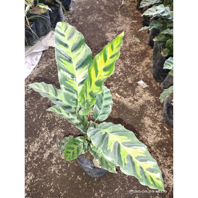 kalatea meranti - kalatea jago