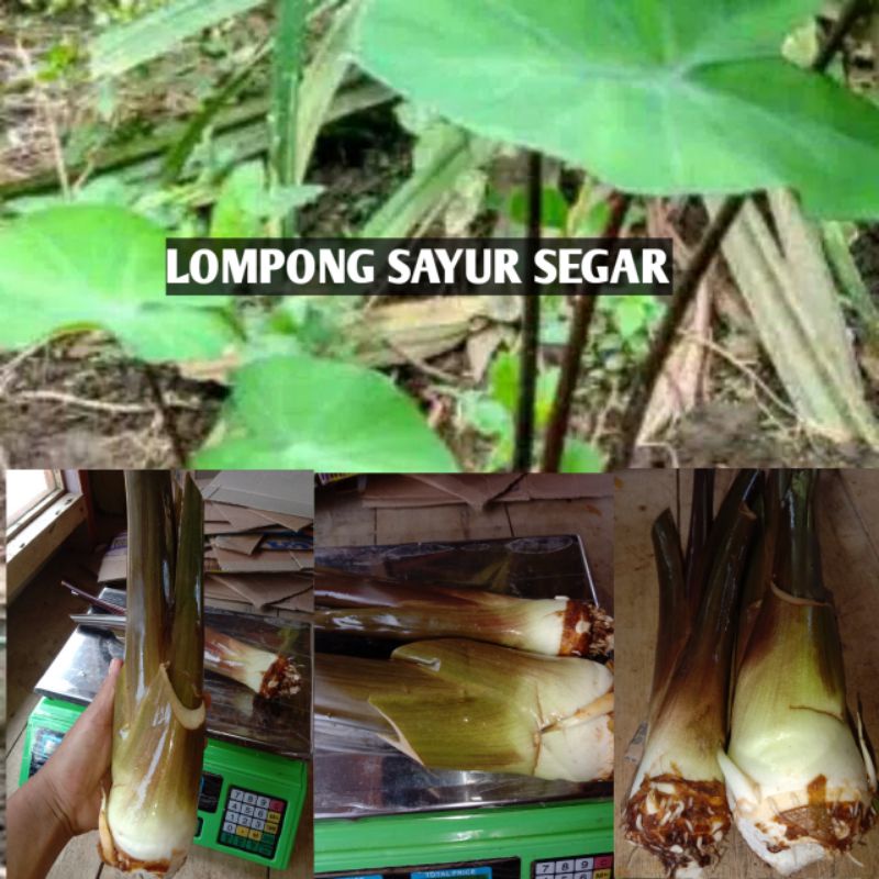 

LOMPONG SAYUR/TALAS HITAM 500GRAM