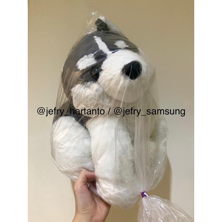 Toreba Boneka Import Anjing Siberian Husky Besar Jumbo Very Big Original Amuse Amufun Jepang Kawaii 