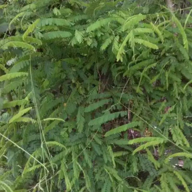 Bibit Tanaman Obat Daun Saga Manis Saga Rambat