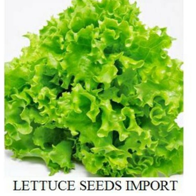 Ready Benih Selada Lettuce Import