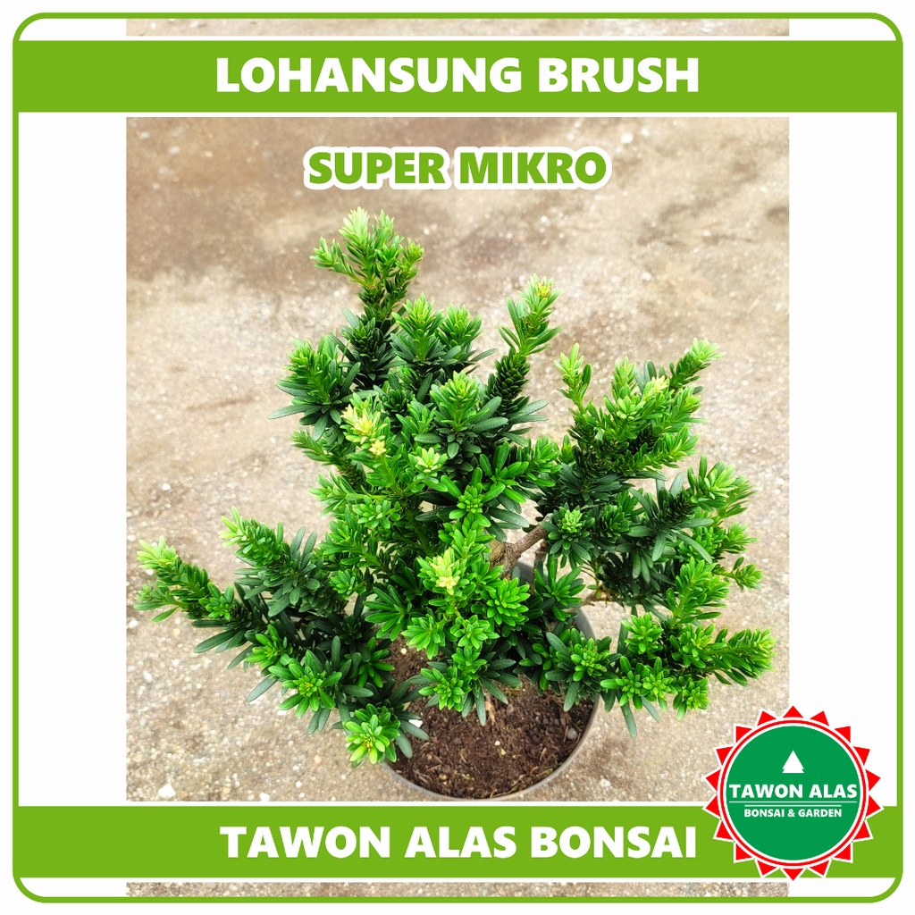 Tanaman Bonsai Lohansung, Cincuan Taiwan Air Brush Super Mikro Lidah Burung Blue Ice Pink | Tawon Al