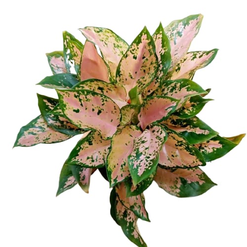 Aglonema Kochin Pink Tanaman Aglonema Hidup Bunga Aglonema Tanaman Aglonema Murah Bukan Bonggol