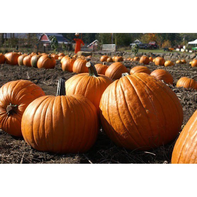 Pumpkin Howden 1 Biji (Benih Biji Bibit Tanaman Sayur Sayuran)