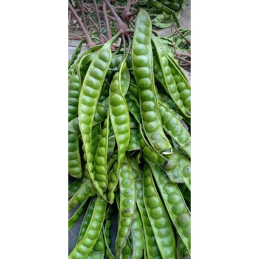 

pete fresh super pemetik sendiri bisa COD yach