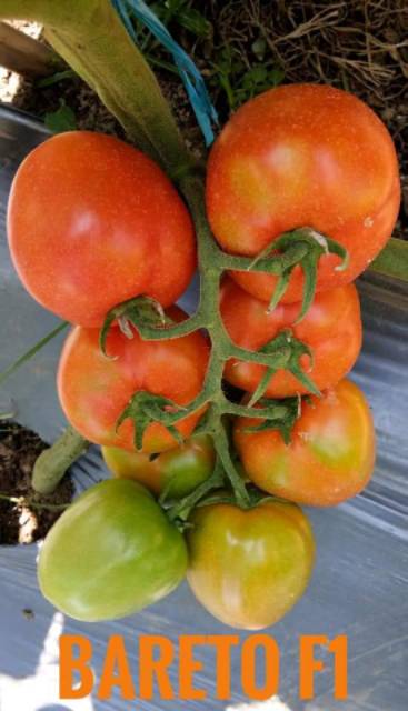 15 Biji - Benih TOMAT BUAH BULAT Jumbo - Tomat jumbo untuk ukuran tomat buah