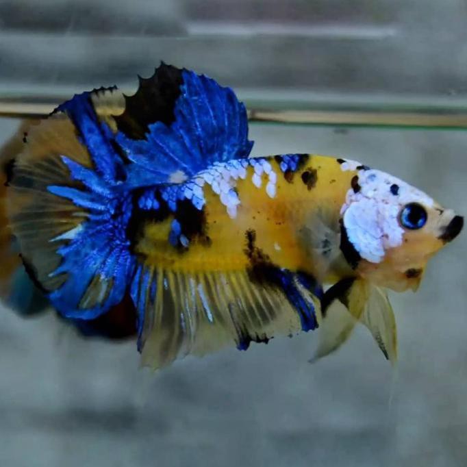 Promo Ikan Cupang Yellow Series(Yellow Koi, Yellow Base, Yellow Fancy, Dll)