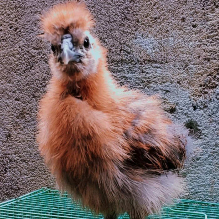 ayam american silkie (BERKUALITAS)