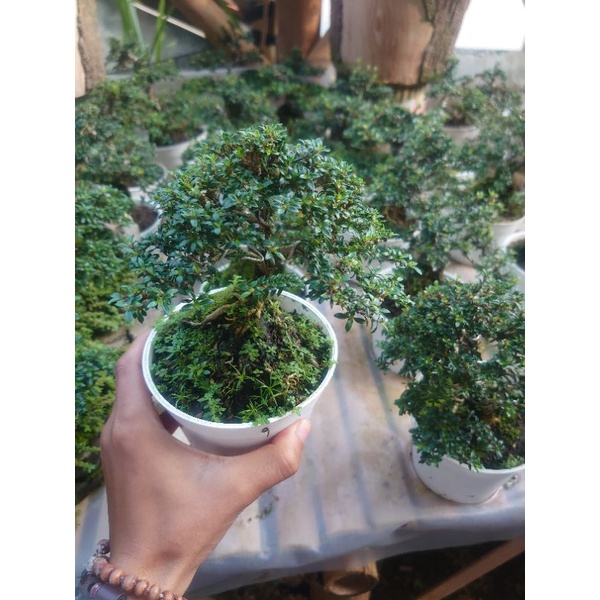 mini bonsai serbin tanaman hias bonsai mini