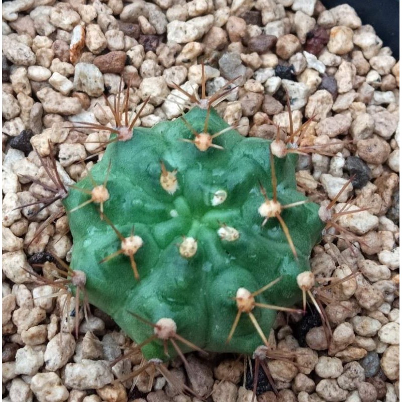 Kaktus Gymnocalycium Cat Eye