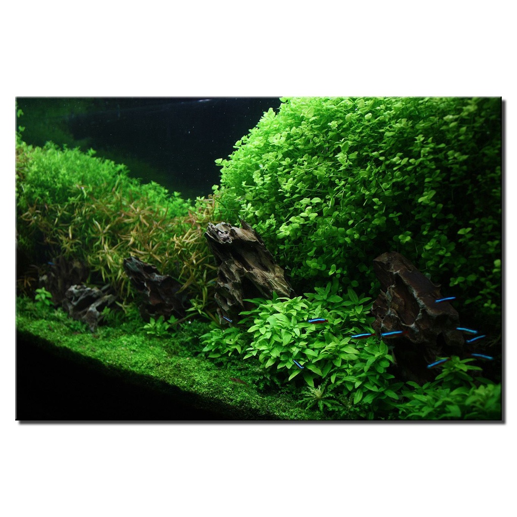 Tanaman Aquascape Baby Tears - Cocok Untuk Karpet - Bonsai Aquascape - Very Easy