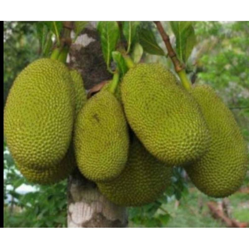 [Rani Shop] Sayur Nangka Atau Ketewel Muda Kusus Di Masak