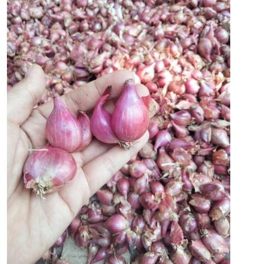 

✅Fyp on BAWANG MERAH BAWANG PUTIH BAWANG INDIA BAWANG BOMBAY | BIG SALE | New event | Splash