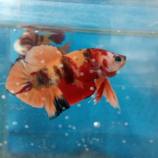 

Nemo clasik strong colour size m