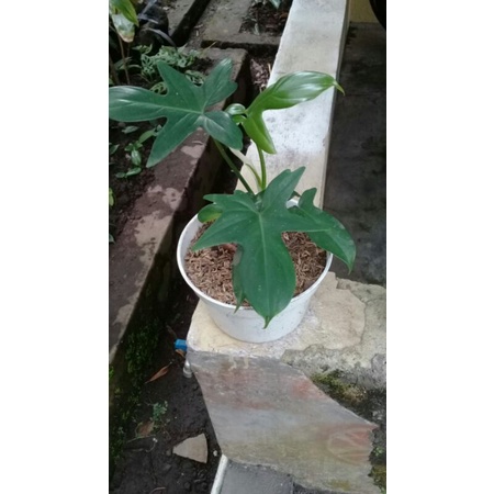 pilodendron florida ghost merpati